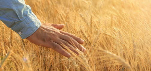 Male farmer touching spikelets in golden field, closeup