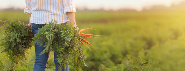 Female farmer with harvest of carrots in field. Banner for design