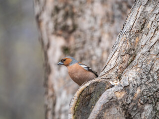 Common chaffinch, Fringilla coelebs, sits on a tree. Common chaffinch in wildlife.