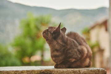 Obraz premium brown colored cat sits on the parapet
