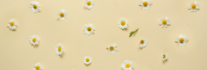 Beautiful chamomile flowers on light color background. Banner for design