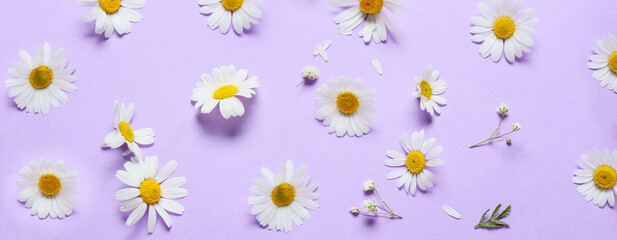 Fototapeta na wymiar Beautiful chamomile flowers on lilac background. Banner for design
