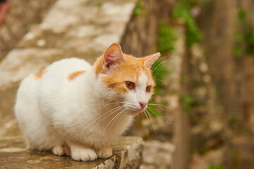 Naklejka na ściany i meble red and white cat sits on the parapet