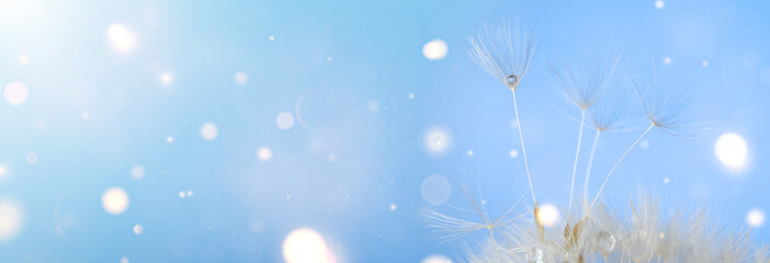 Beautiful dandelion seeds on blurred blue background, closeup. Banner for design