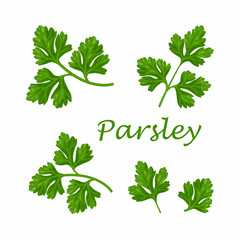 Fresh green plant, nutritious, tasty green parsley. Vector illustration. Vegetables ingredients in triangulation technique. Parsley low poly
