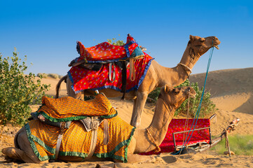 Camels with traditional dresses, waiting beside road for tourists for camel ride at Thar desert,...