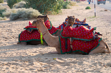 Camels with traditioal dresses, are waiting for tourists for camel ride at Thar desert, Rajasthan, India. Camels, Camelus dromedarius, are large desert animals who carry tourists on their backs.