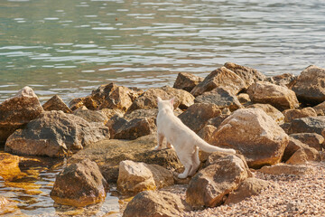 a white cat walks on the rocks on the sea