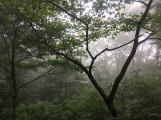 霧がかかる山、森
