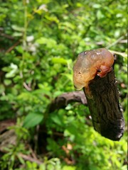 mushroom in the forest