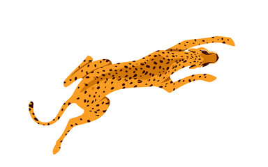Top view of wild leopard animal. Tropical wildlife fauna, exotic jungle cat, dangerous spotted panther, fastest savanna carnivorous, african mammal hunter vector illustration