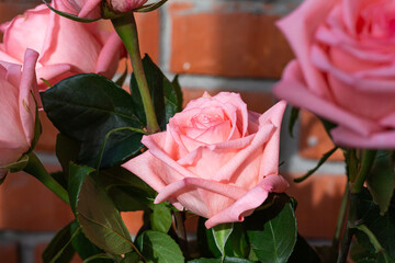 Beautiful pink roses on street against backdrop of brick wall. Pink roses flowers holiday background. Earth Day