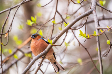 Common chaffinch, Fringilla coelebs, sits on a tree. Common chaffinch in wildlife.
