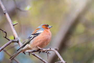 Common chaffinch, Fringilla coelebs, sits on a tree. Common chaffinch in wildlife.