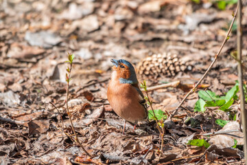 Common chaffinch, Fringilla coelebs, sits on the ground in spring. Common chaffinch in wildlife.