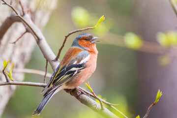 Common chaffinch, Fringilla coelebs, sits on a tree. Common chaffinch in wildlife.