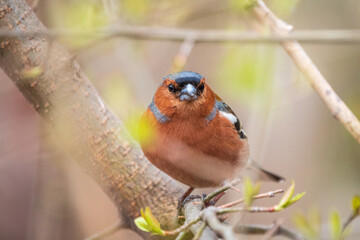 Common chaffinch, Fringilla coelebs, sits on a tree. Common chaffinch in wildlife.