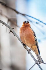 Common chaffinch, Fringilla coelebs, sits on a tree. Common chaffinch in wildlife.
