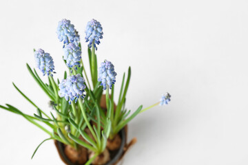 Pot with blooming grape hyacinth (Muscari) on light background