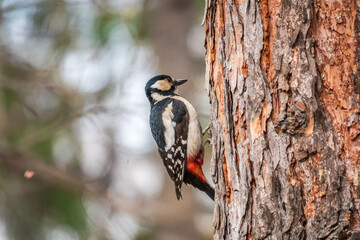 Little woodpecker sits on a tree trunk. The great spotted woodpecker, Dendrocopos major
