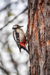Little woodpecker sits on a tree trunk. The great spotted woodpecker, Dendrocopos major