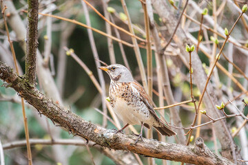 Fieldbird sits on a branch in spring with a blurred background.