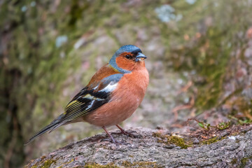 Common chaffinch, Fringilla coelebs, sits on a tree. Common chaffinch in wildlife.