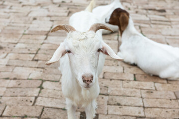 Cute lamb standing on the ranch and looking at camera
