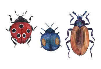 Set of beetles,ladybug, insect, scarab, colorado,watercolor illustration isolated on white background