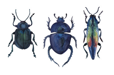 Set of beetles,ladybug, insect, scarab, colorado,watercolor illustration isolated on white background