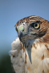 close up of immature cooper's hawk