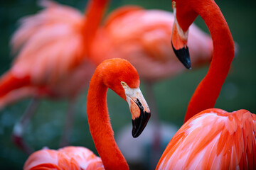 Close up portrait of pink flamingo in nature. Phoenicopterus ruber in close contact with the female. Beauty Flamingos.