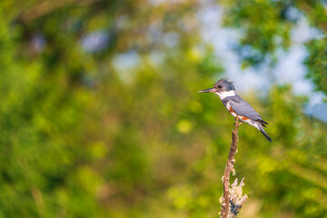 Belted kingfisher