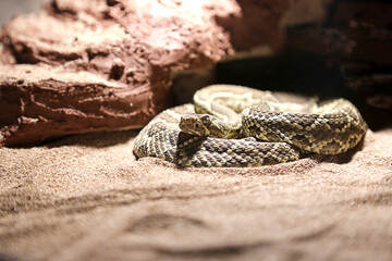 snake in the sand