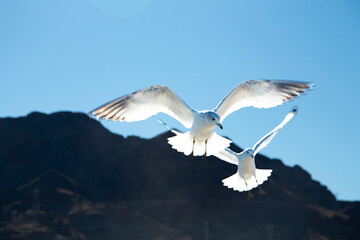 Seaguls