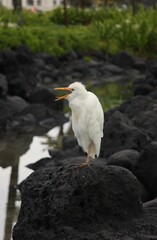 White Egret