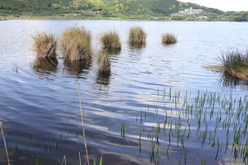 藺牟田池の不思議な浮島