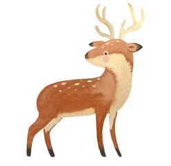 Watercolor deer. Woodland animal illustration for kids