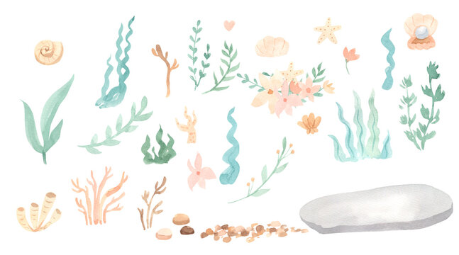 Watercolor ocean elements. Seaweed, stone, seashell illustration for kids