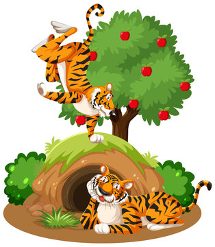 Two tigers with animal burrow