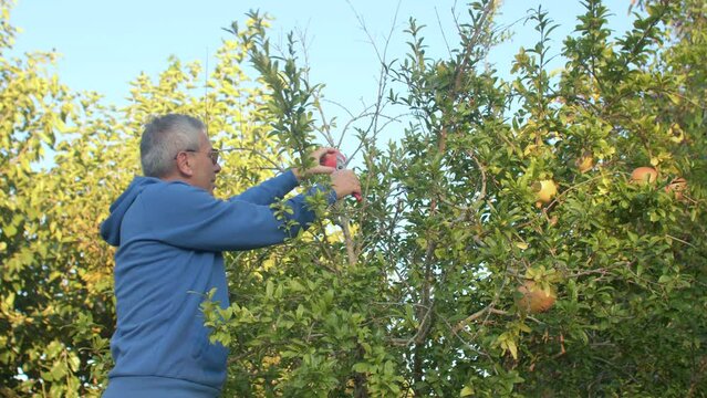  Family gardening business. A man farmer harvests pomegranates. Father cuts fruits with secateurs from the tree, standing on a stepladder, gives fruit to helpers son and wife. IT, Borgagne, 8.10.2021 
