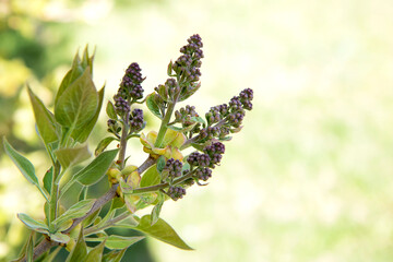 tender lilac branch in early spring with unopened flowers