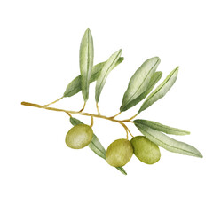 Olive branch watercolor drawing. Hand drawn illustration with olive leaves isolated on white background. Food of mediterranean cuisine