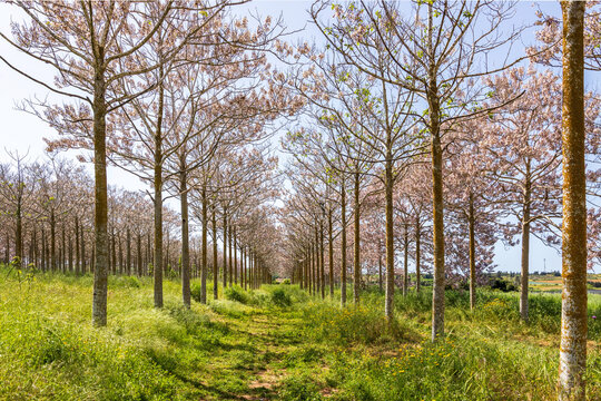 View of Paulownia kiri tree plantation in bloom