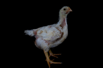 3 week old broiler chicken isolated on black. - obrazy, fototapety, plakaty