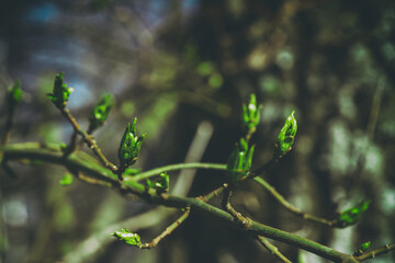 young fresh green sprouts and buds of tree in spring