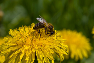 Bee on a dandelion flower