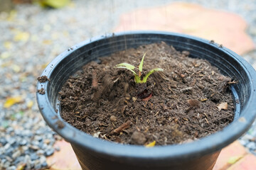 Man putting soil in banana tree pot.