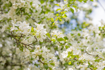 Large branch with white and pink apple tree flowers in full bloom in a garden in a sunny spring day, beautiful blossoms, floral background, Branches of a blossoming apple-tree