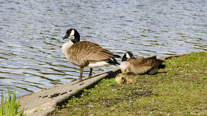 Resting Family of geese next to lake Stanley Park - Vancouver Canada